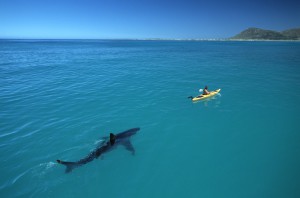 shark-987.jpg
